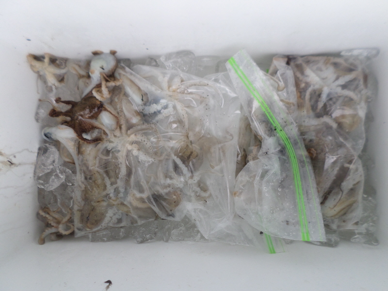 레인져호 조황갤러리입니다.