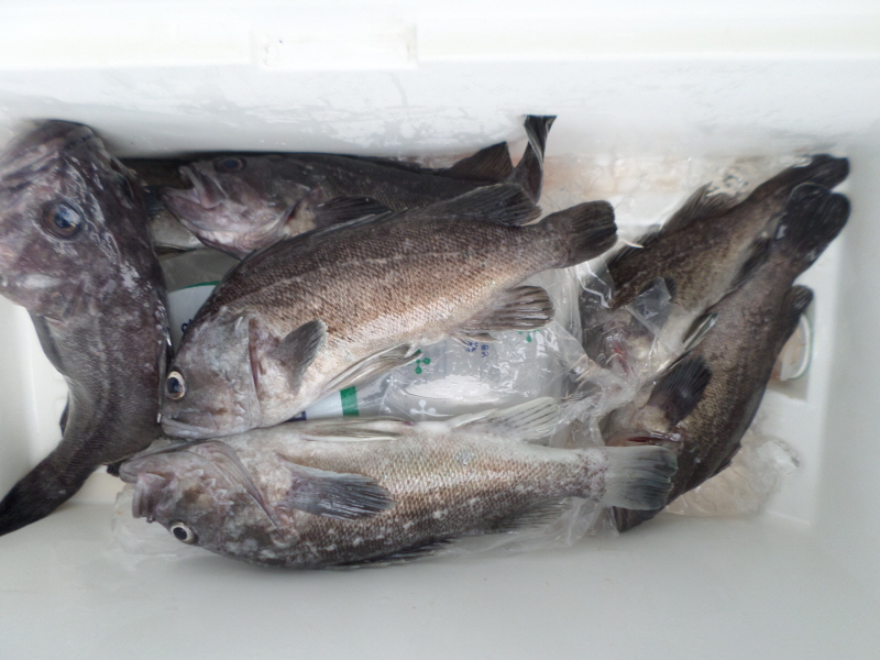 레인져호 조황갤러리입니다.