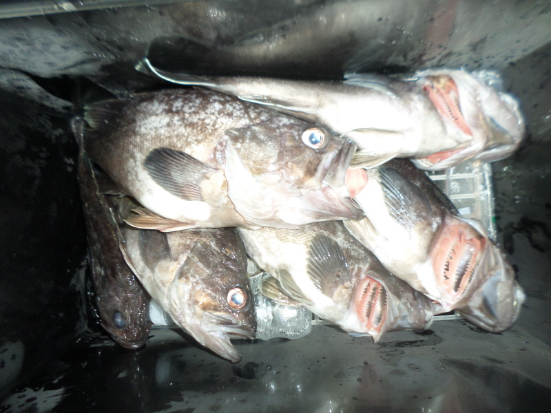 레인져호 조황갤러리입니다.