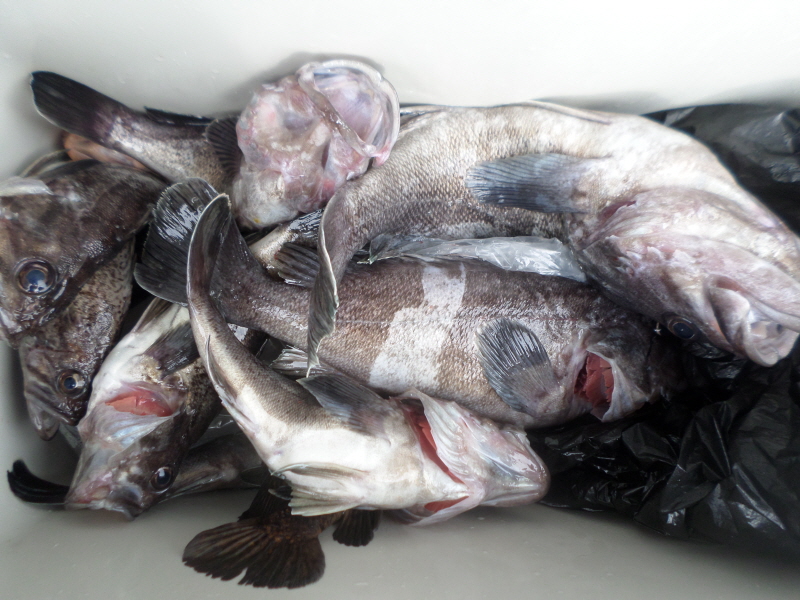 레인져호 조황갤러리입니다.