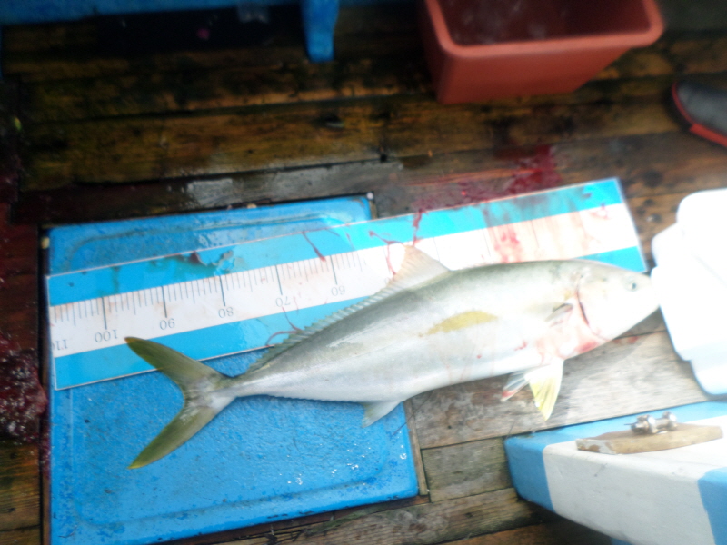 레인져호 조황갤러리입니다.