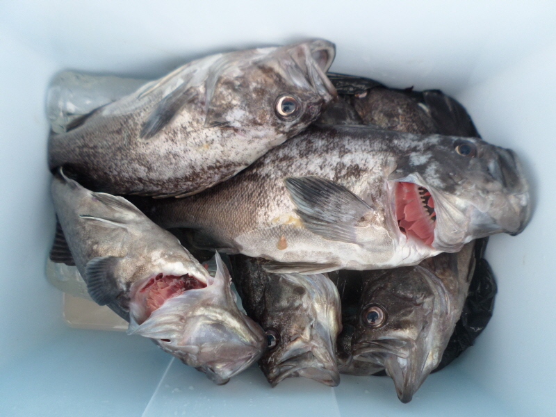 레인져호 조황갤러리입니다.