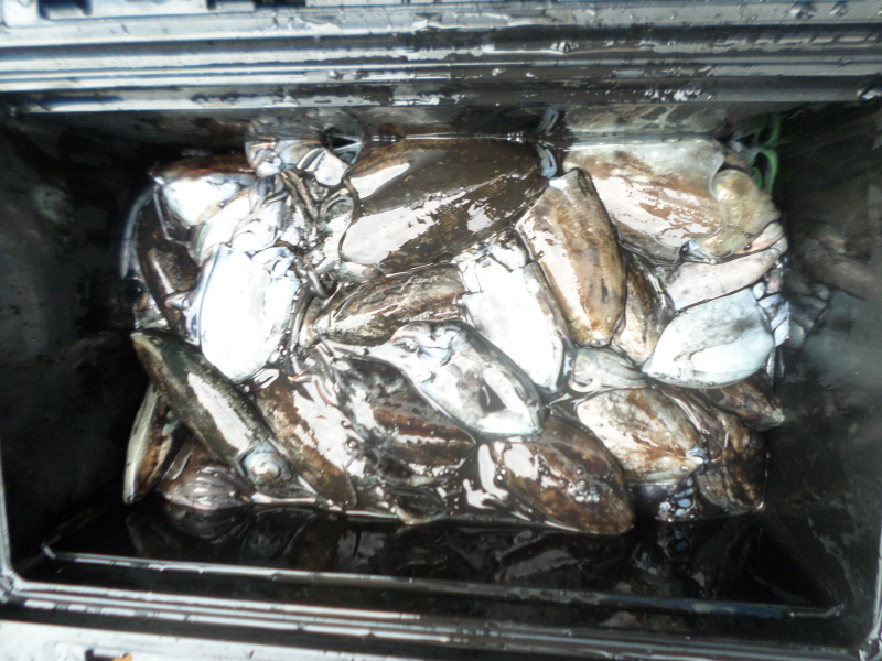 레인져호 조황갤러리입니다.