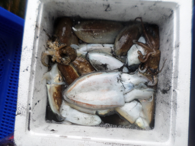 레인져호 조황갤러리입니다.