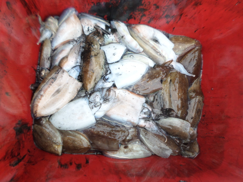 레인져호 조황갤러리입니다.