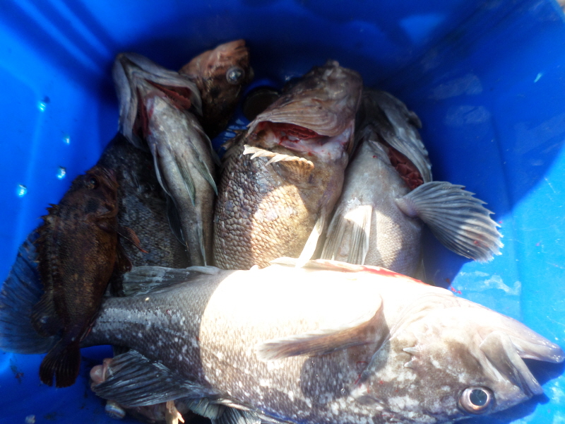 레인져호 조황갤러리입니다.