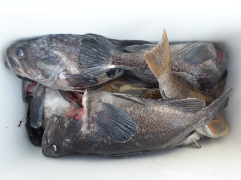 레인져호 조황갤러리입니다.