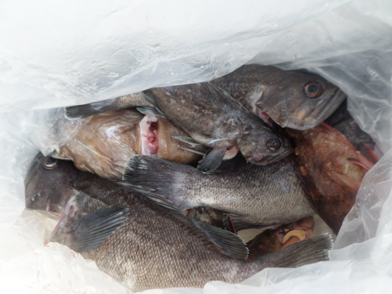 레인져호 조황갤러리입니다.