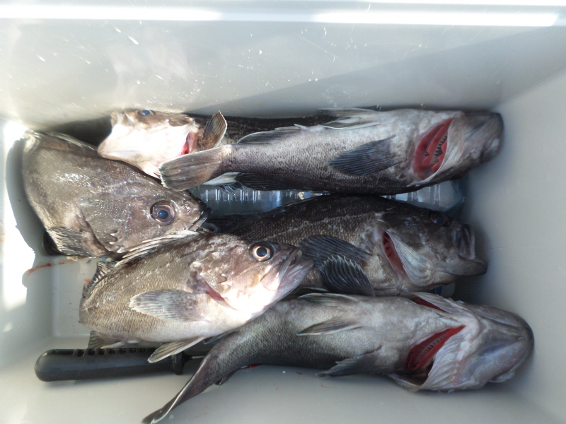 레인져호 조황갤러리입니다.