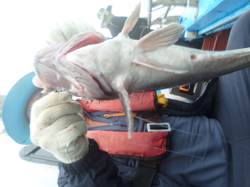 레인져호 조황갤러리입니다.