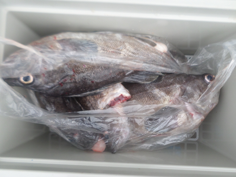 레인져호 조황갤러리입니다.