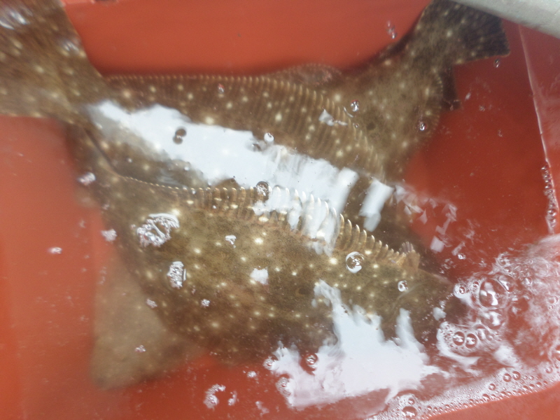 레인져호 조황갤러리입니다.