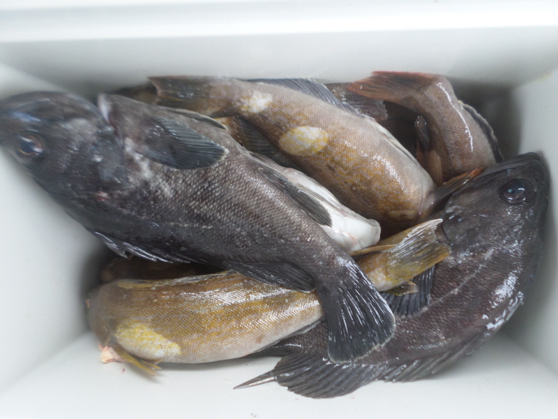 레인져호 조황갤러리입니다.