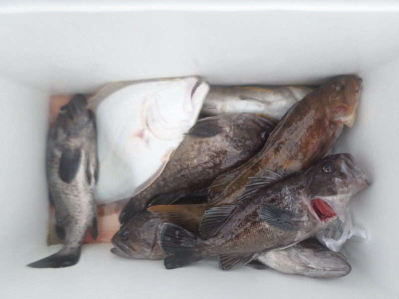 레인져호 조황갤러리입니다.