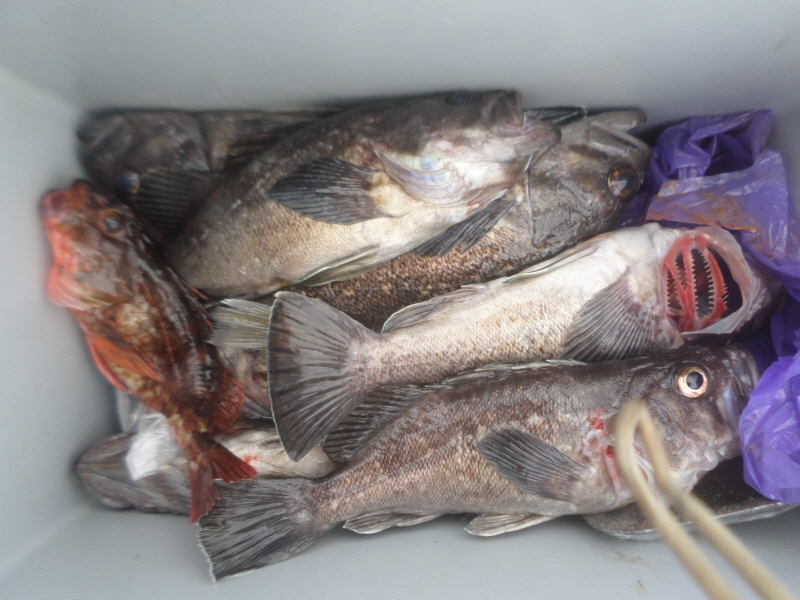 레인져호 조황갤러리입니다.