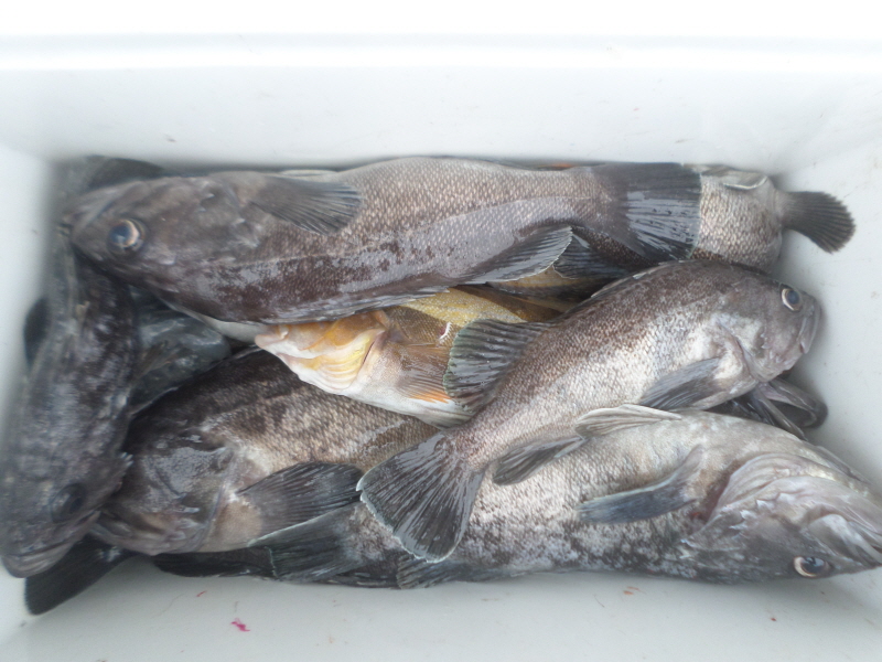 레인져호 조황갤러리입니다.