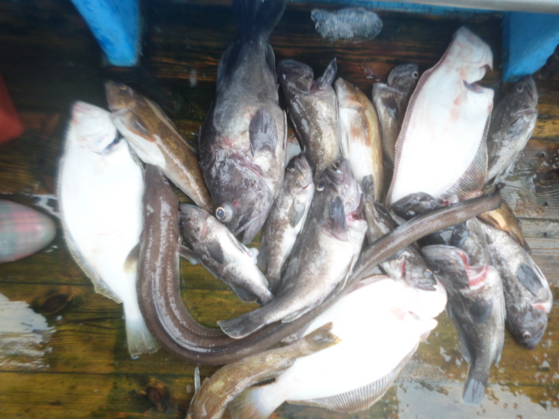 레인져호 조황갤러리입니다.