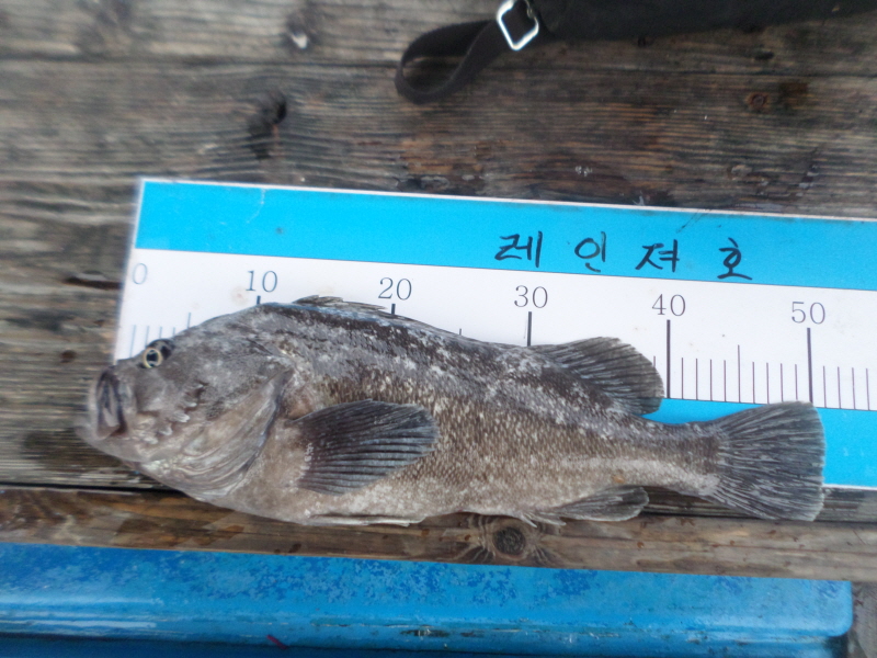 레인져호 조황갤러리입니다.