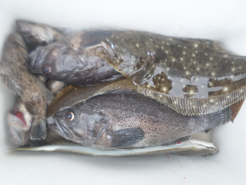 레인져호 조황갤러리입니다.