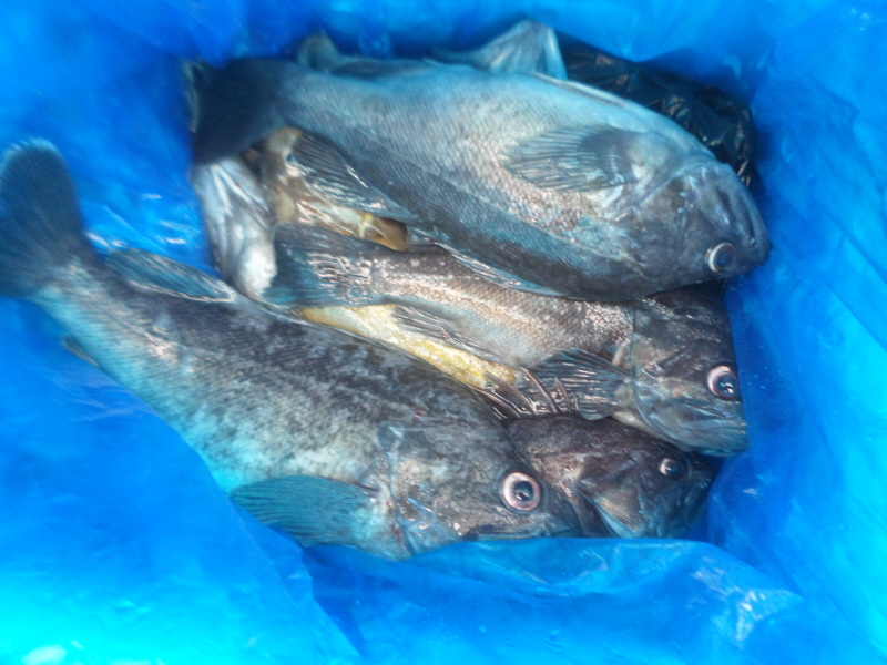 레인져호 조황갤러리입니다.