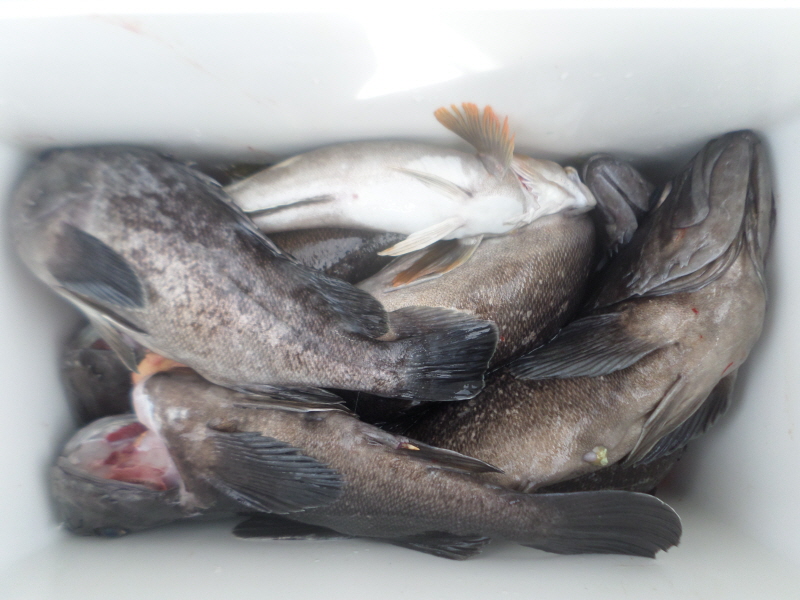 레인져호 조황갤러리입니다.