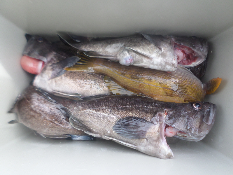 레인져호 조황갤러리입니다.