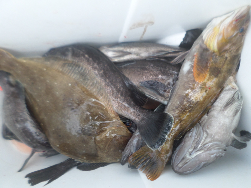 레인져호 조황갤러리입니다.