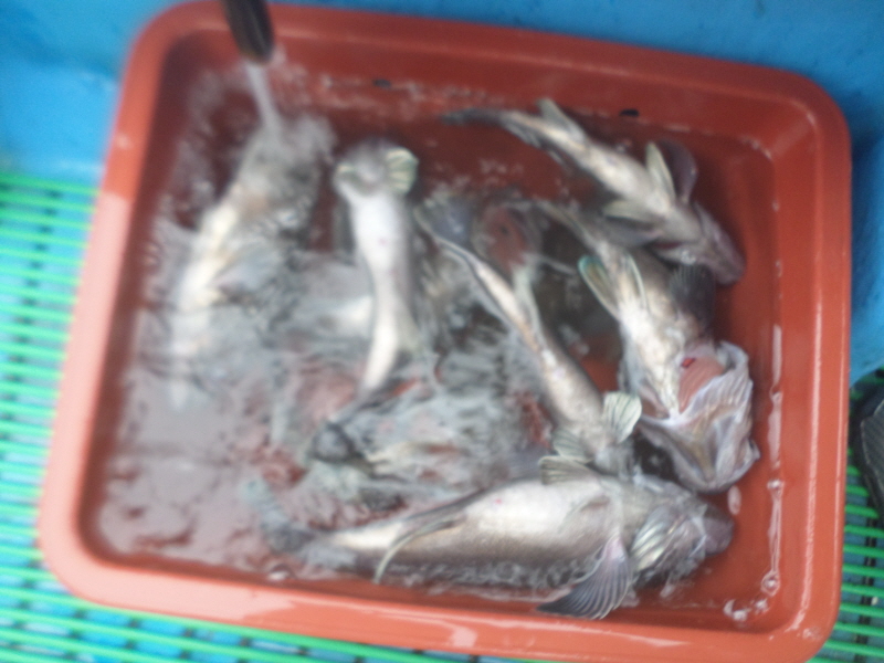 레인져호 조황갤러리입니다.