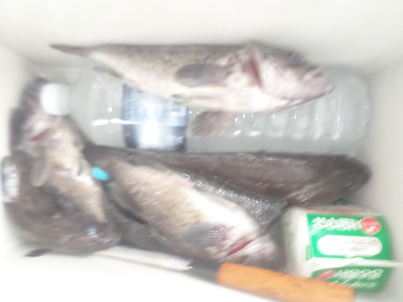 레인져호 조황갤러리입니다.