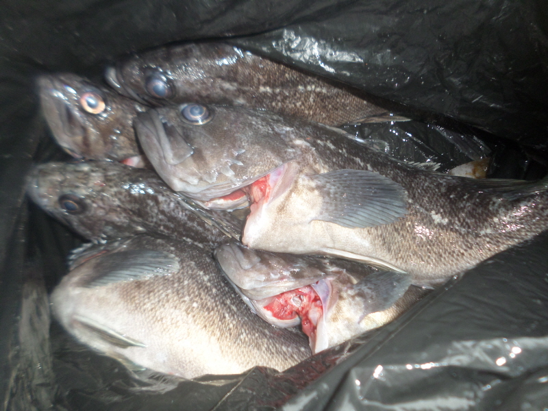 레인져호 조황갤러리입니다.