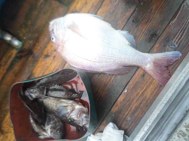 레인져호 조황갤러리입니다.