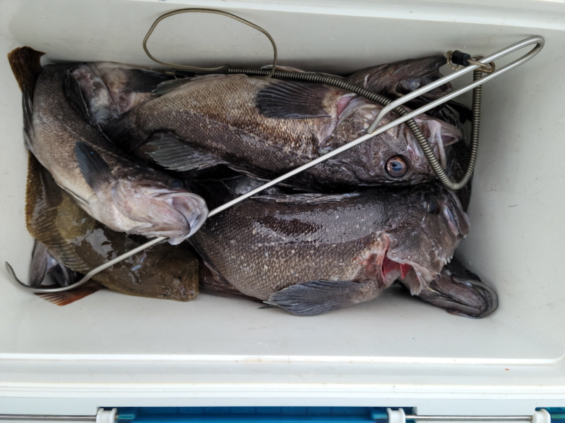 레인져호 조황갤러리입니다.