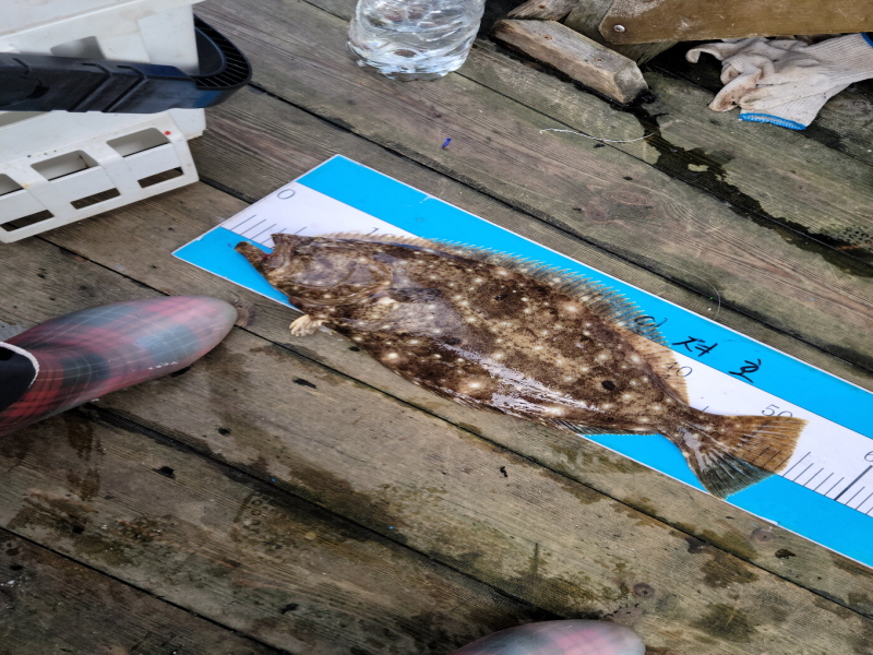 레인져호 조황갤러리입니다.