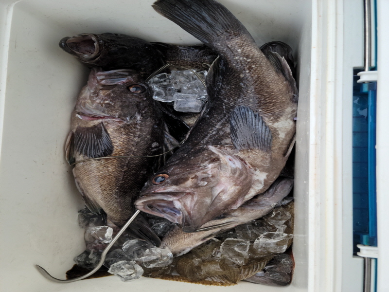 레인져호 조황갤러리입니다.