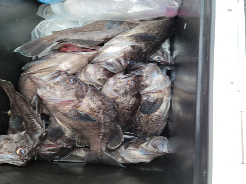 레인져호 조황갤러리입니다.