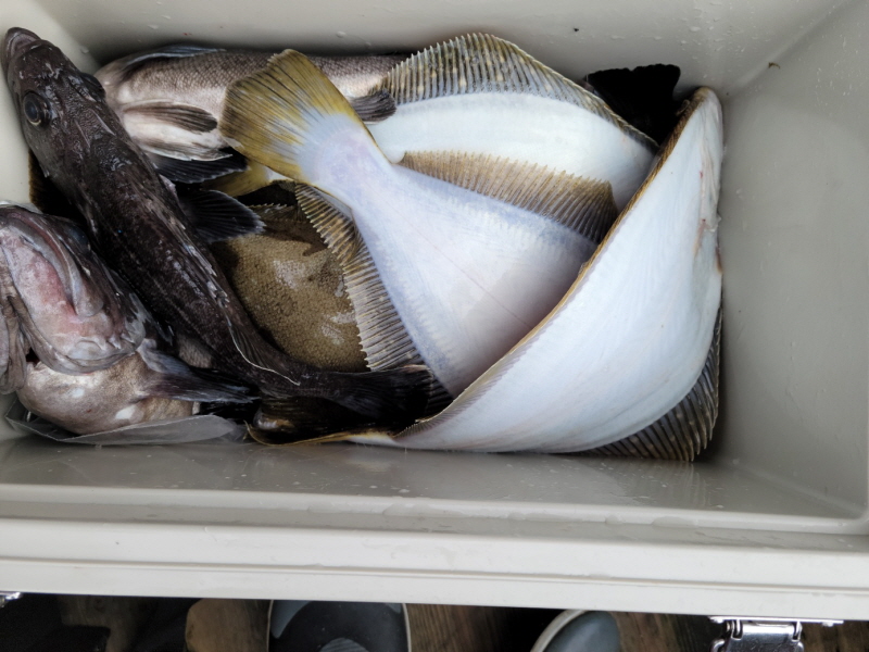 레인져호 조황갤러리입니다.