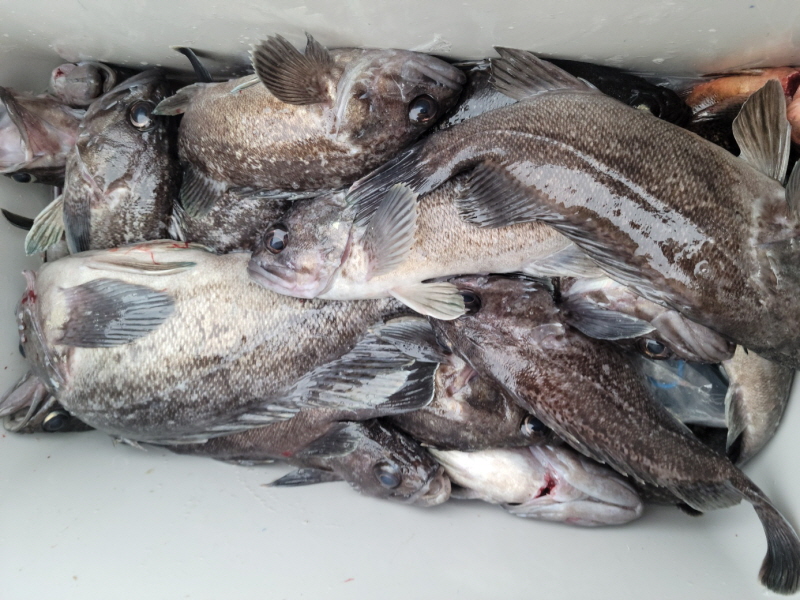 레인져호 조황갤러리입니다.