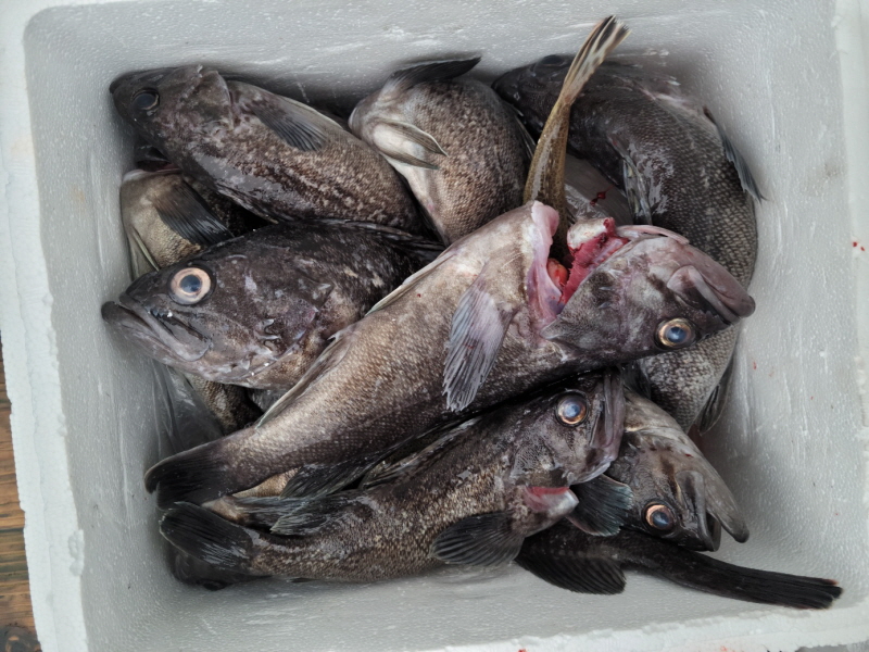 레인져호 조황갤러리입니다.