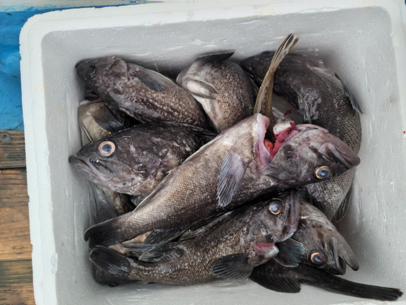 레인져호 조황갤러리입니다.