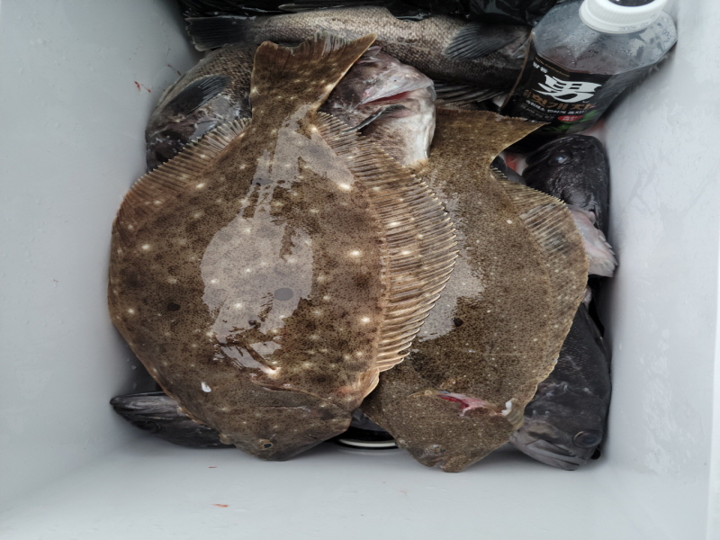 레인져호 조황갤러리입니다.