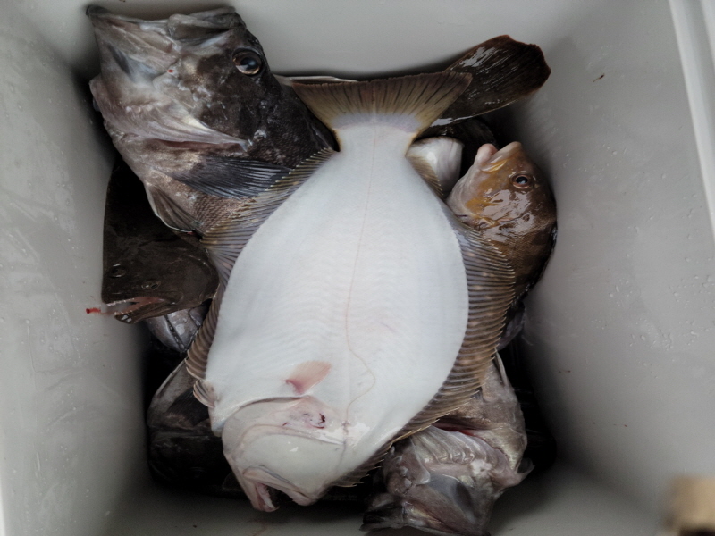 레인져호 조황갤러리입니다.