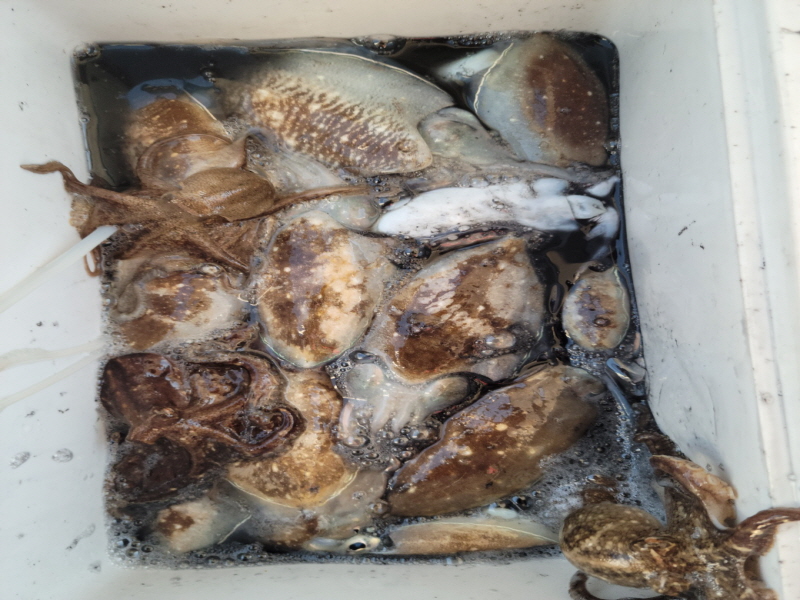 레인져호 조황갤러리입니다.