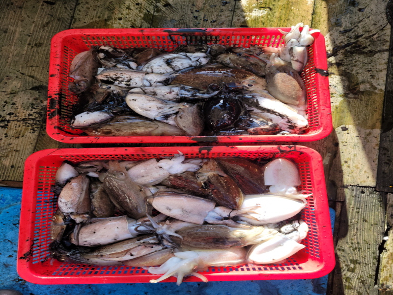 레인져호 조황갤러리입니다.