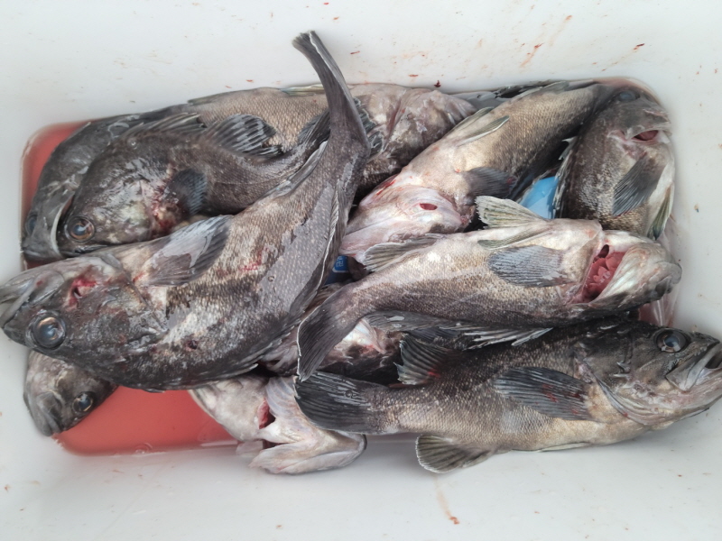 레인져호 조황갤러리입니다.