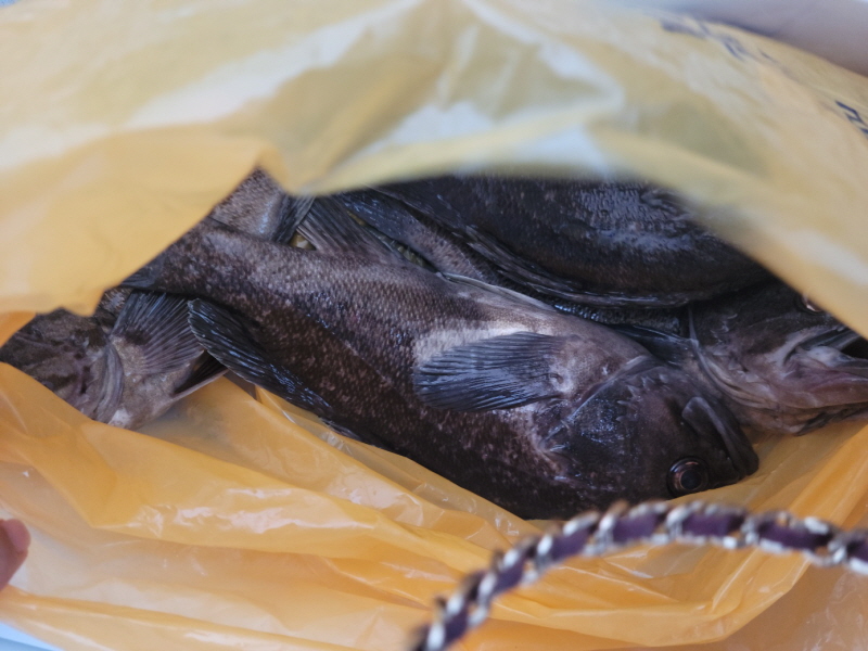 레인져호 조황갤러리입니다.