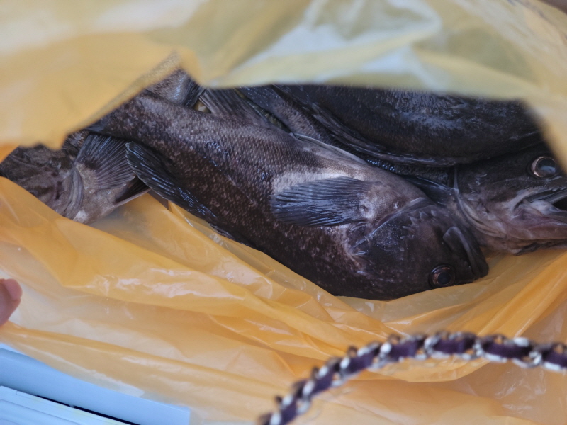 레인져호 조황갤러리입니다.