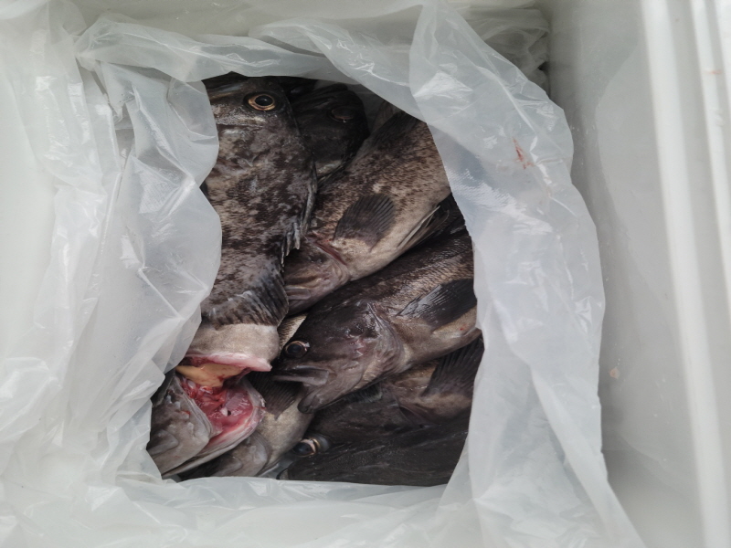 레인져호 조황갤러리입니다.