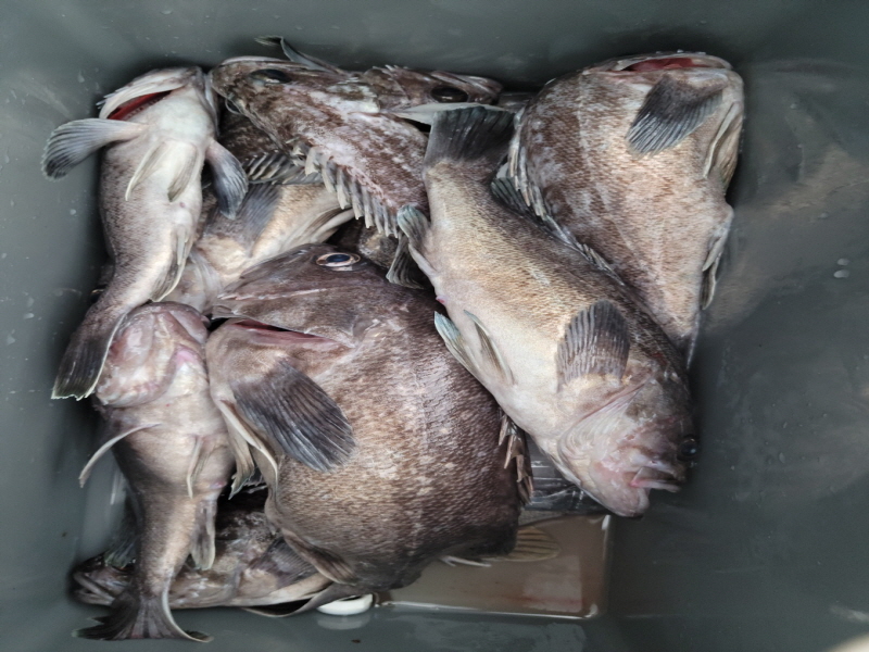 레인져호 조황갤러리입니다.