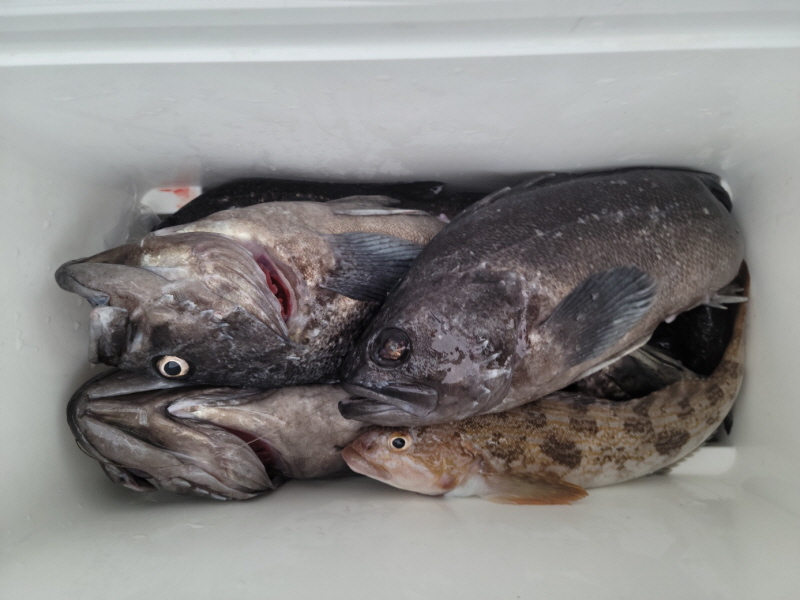 레인져호 조황갤러리입니다.