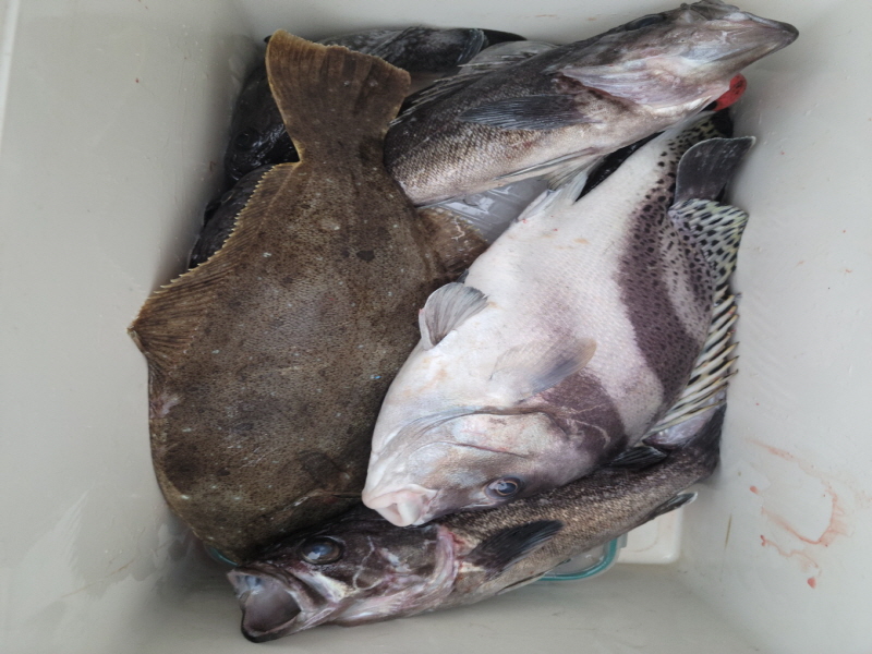 레인져호 조황갤러리입니다.